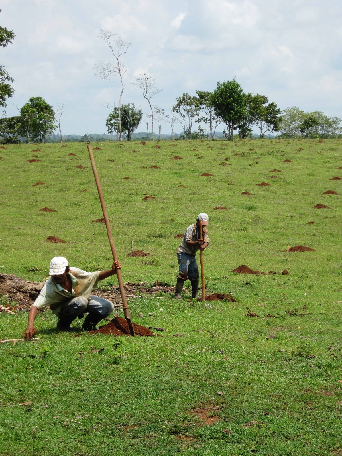Auf einem dicht bewachsenen Feld in Nicaragua arbeiten zwei Menschen. 