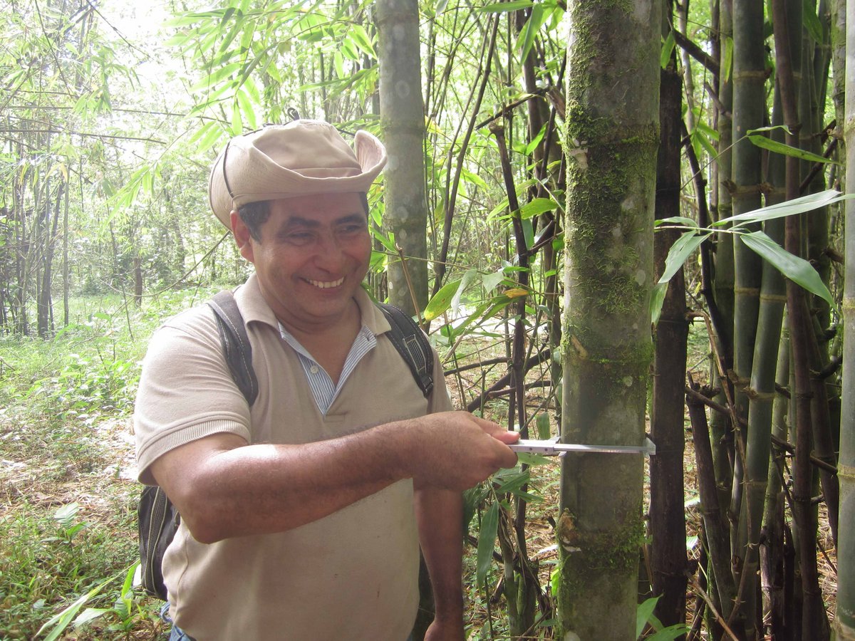 Ein Mann in einem beigen Oberteil und mit einem beigen Hut schneidet in einen Bambusstamm.