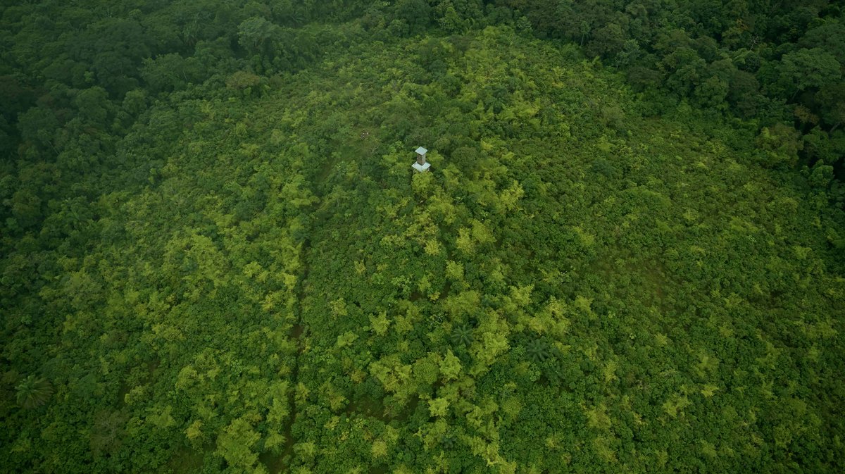 Von oben wird auf den dichten Regenwald in Nicaragua geblickt und in der Mitte steht ein Turm.