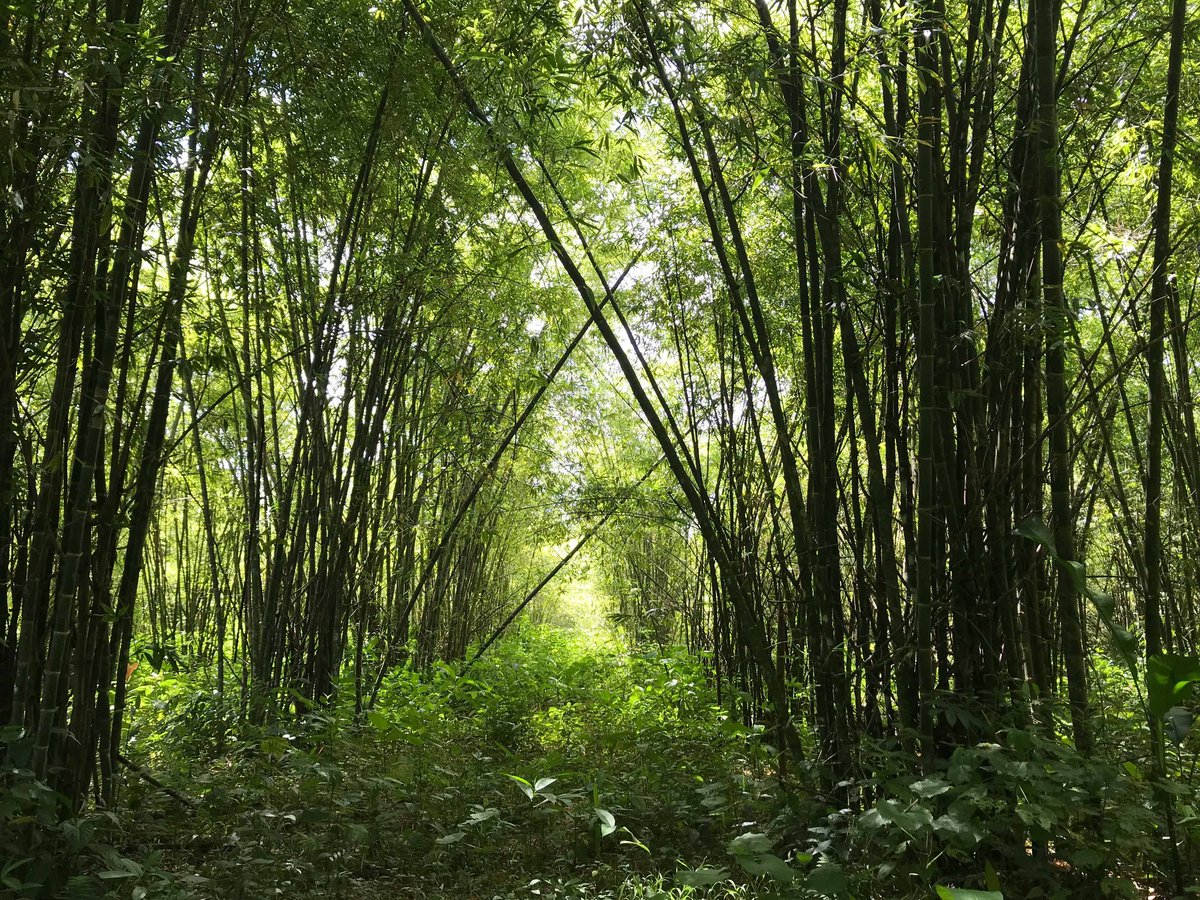 In einem dichten Bambuswald in Nicaragua neigen sich die Bambuspflanzen zueinander.