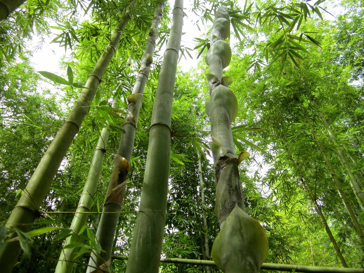Von unten wird in einen dichten Wald aus Bambus fotografiert. 