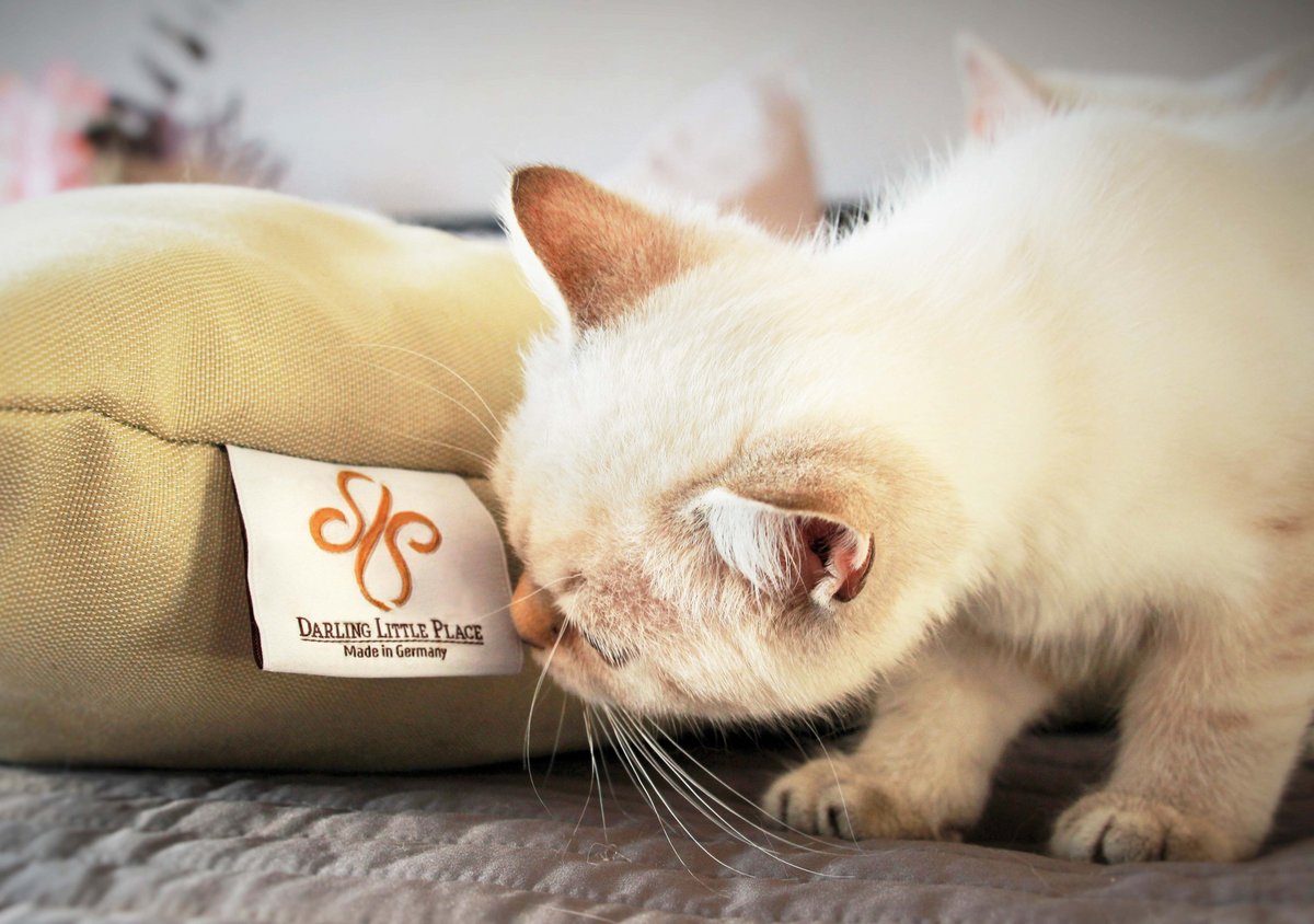 Eine weiße Katze schnuppert am Pflegeetikett eines gelben Kitten Kissens von Darling Little Place.