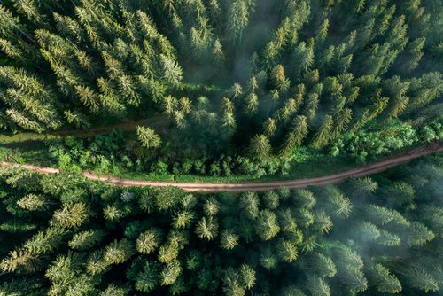 Wald und Weg dadurch von oben