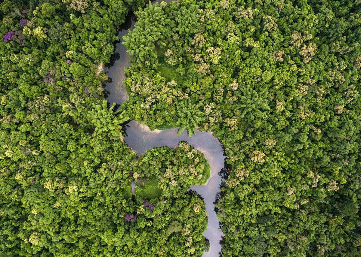 Von oben ist der dichte Regenwald in Brasilien zu sehen, dazwischen schlängelt sich ein breiter Fluss hindurch.