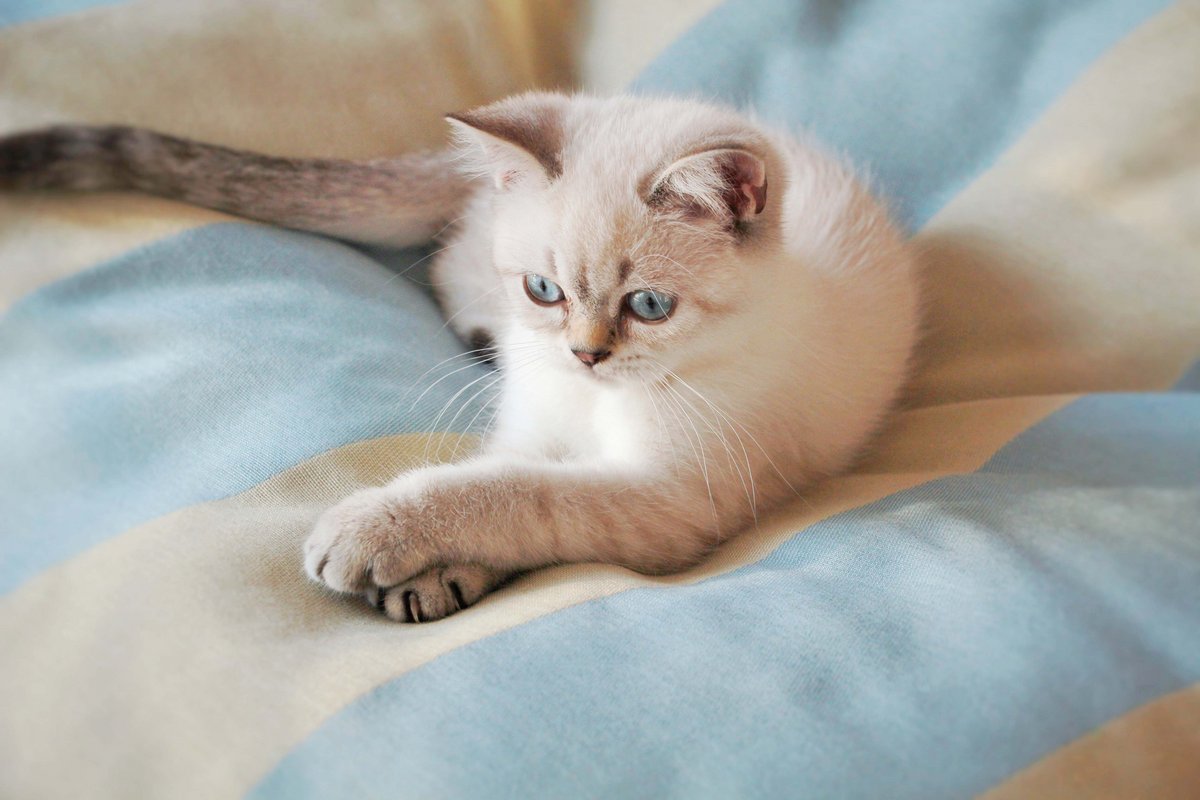 Eine weiße Katze liegt eingekuschelt auf einem hellblau beige gestreiften Kissen von Darling Little Place.