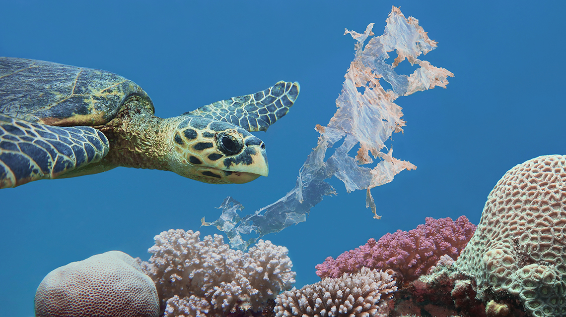 Meereschildkröte schwimmt unter Wasser an einem Stück Plastikfolie vorbei