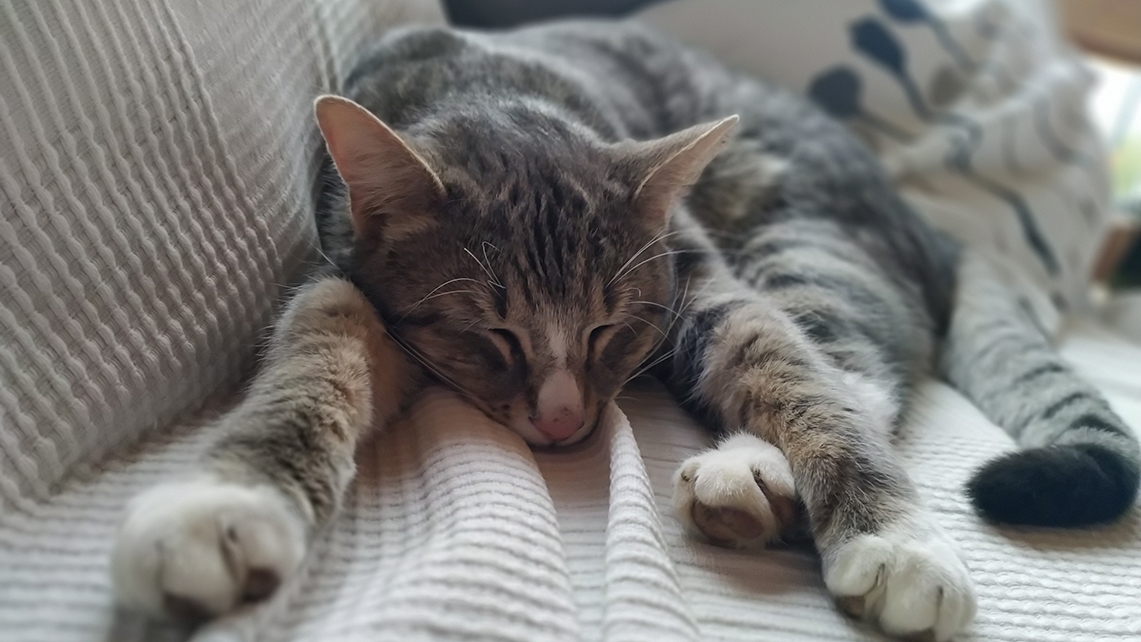 Grau gestreifte Katze liegt auf Textilien und schläft