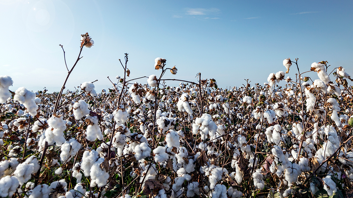 Ein Baumwollfeld in voller Blüte ist vor einem strahlend blauen Himmel zu sehen.