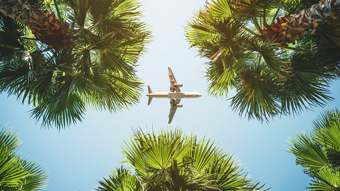 Durch Palmen wird in einen blauen Himmel mit einem Flugzeug geblickt.