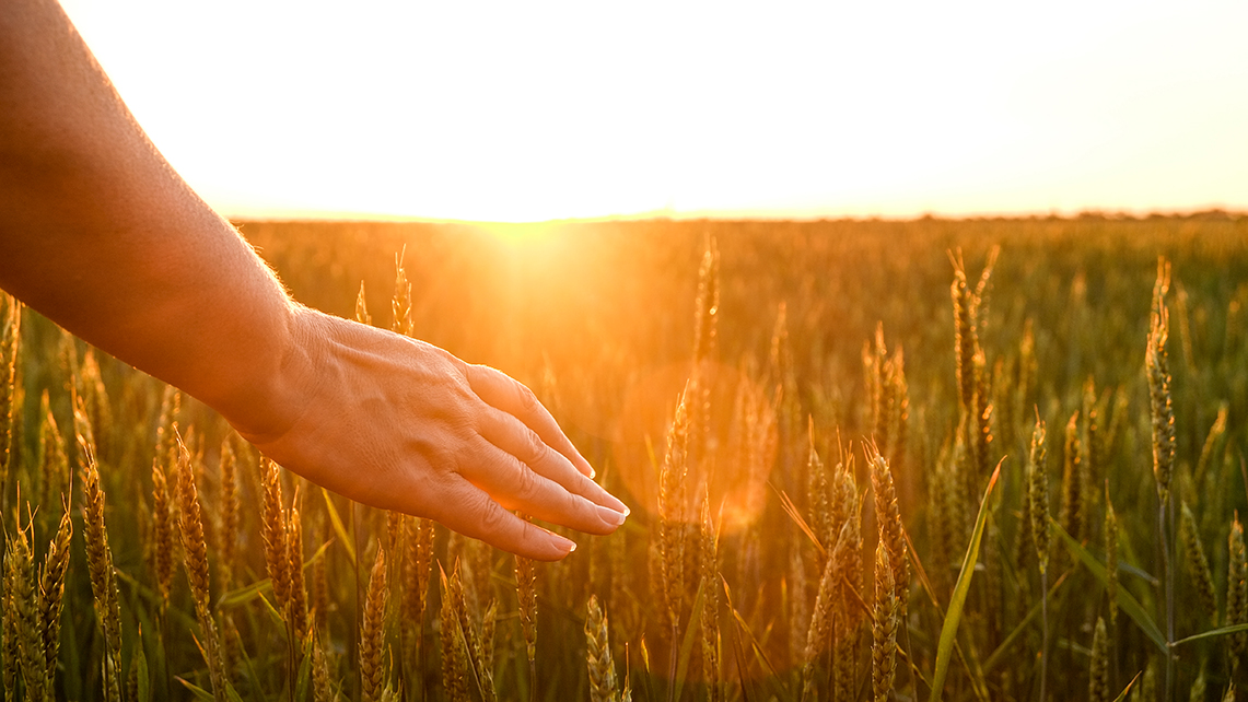 Hand streift durch ein Getreidefeld während im Hintergrund die Sonne untergeht.