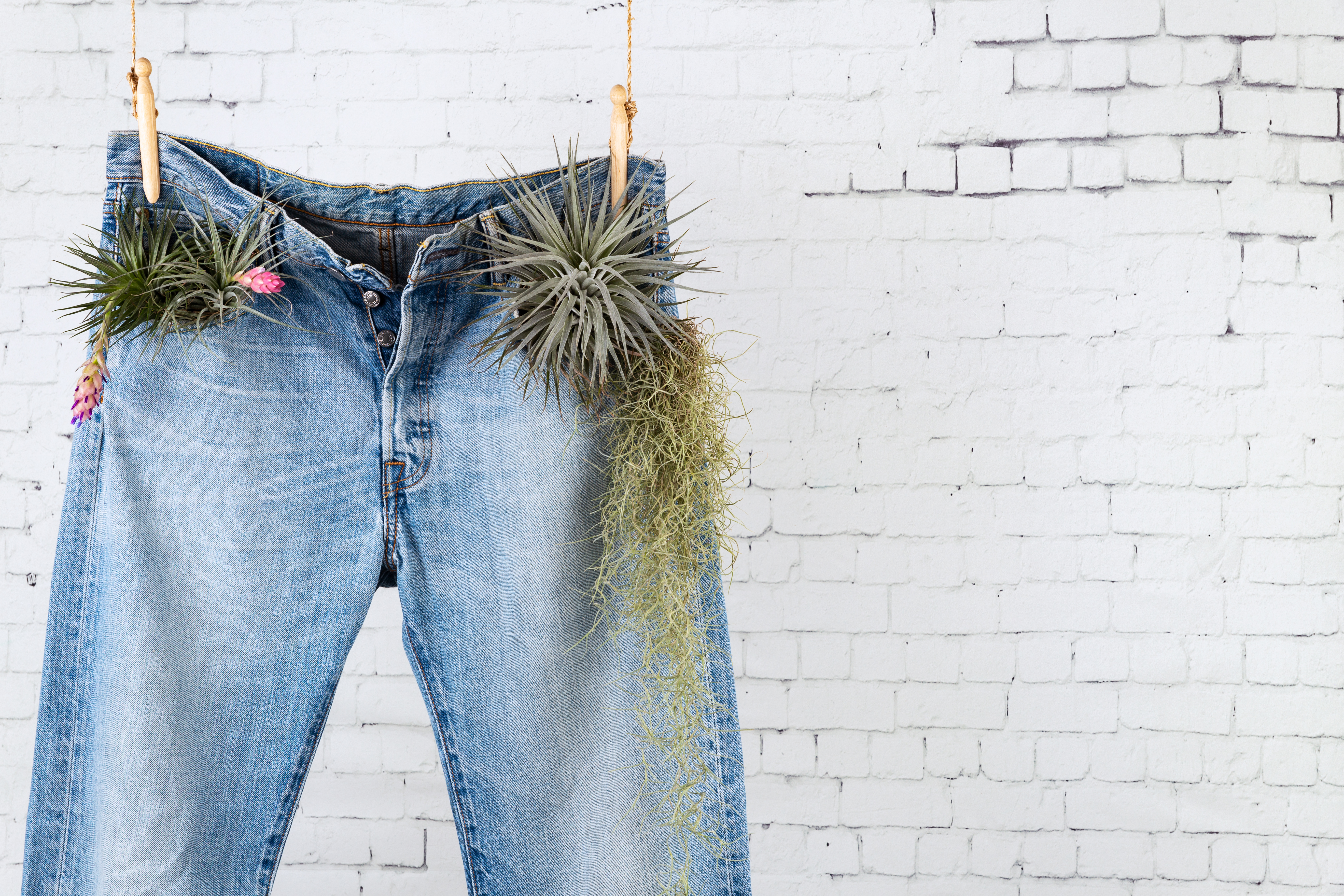Jeans mit grünen Pflanzen in den Taschen hängt vor weißer Wand an der Wäscheleine.