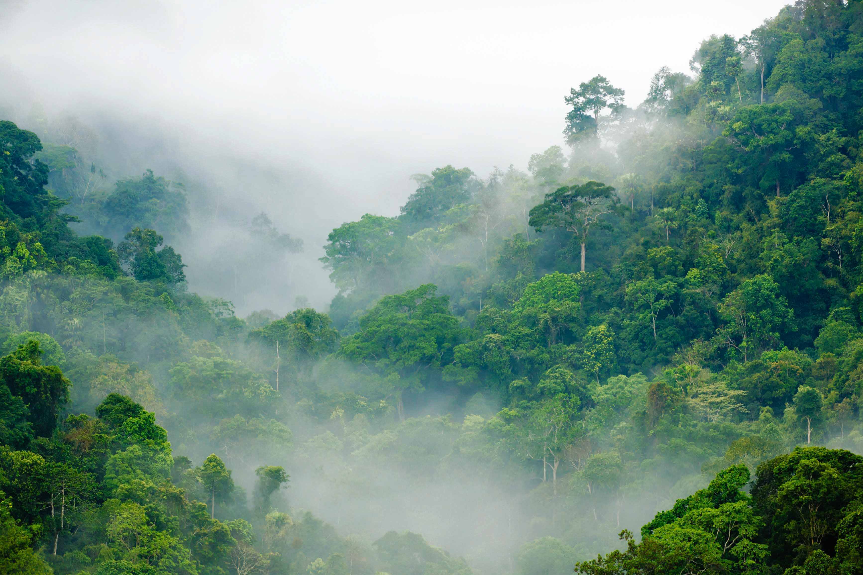 Über einem Tal im Regenwald in Peru liegt der Nebel.