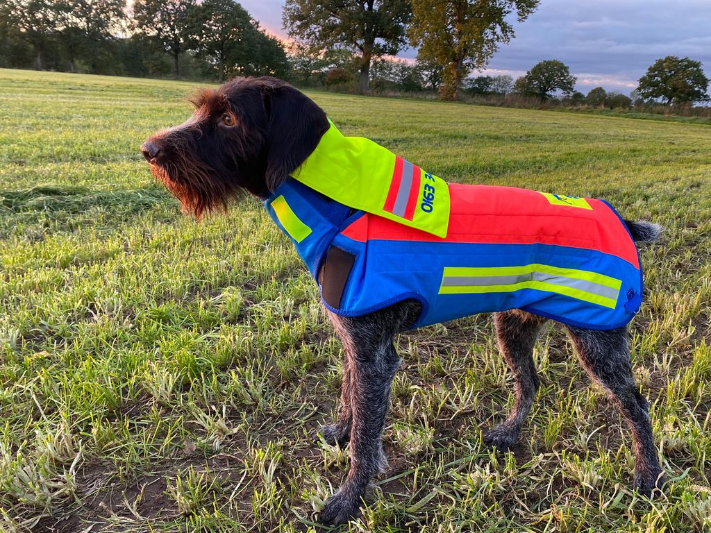 Jagdhund mit Schutzweste auf einer Wiese