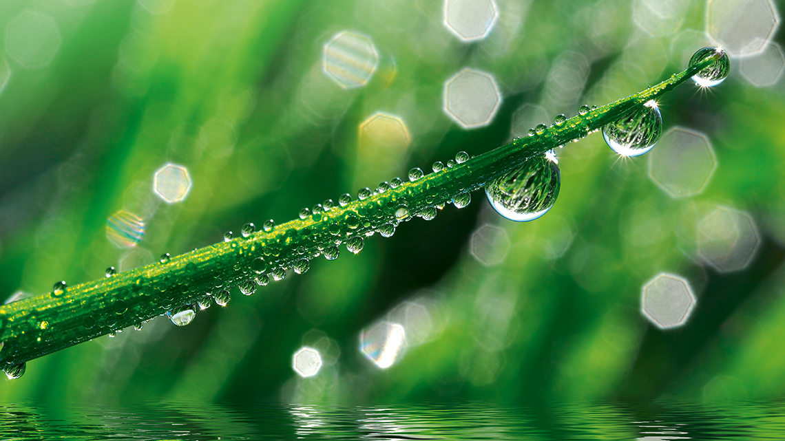 Ein grüner Grashalm mit Tropfen ist in einer grünen Wiese zu sehen.
