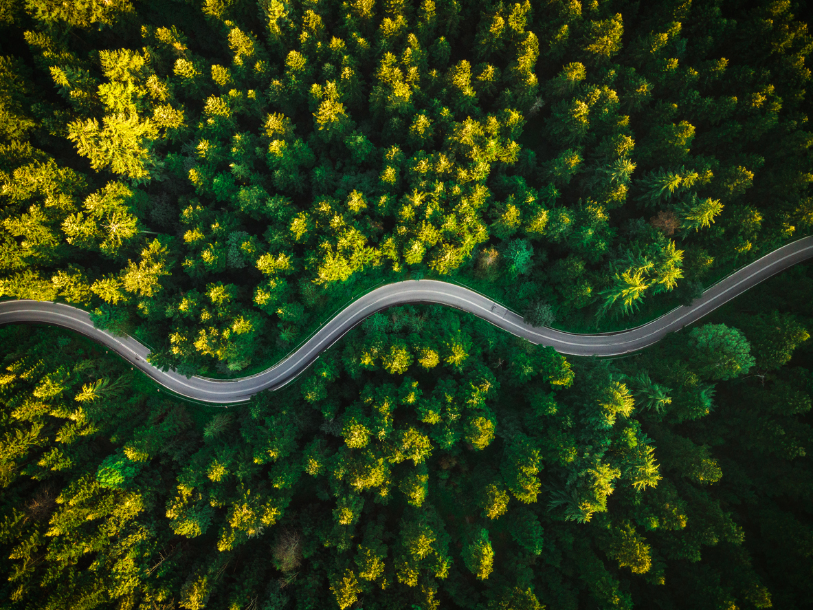 Weg für Autos im Wald