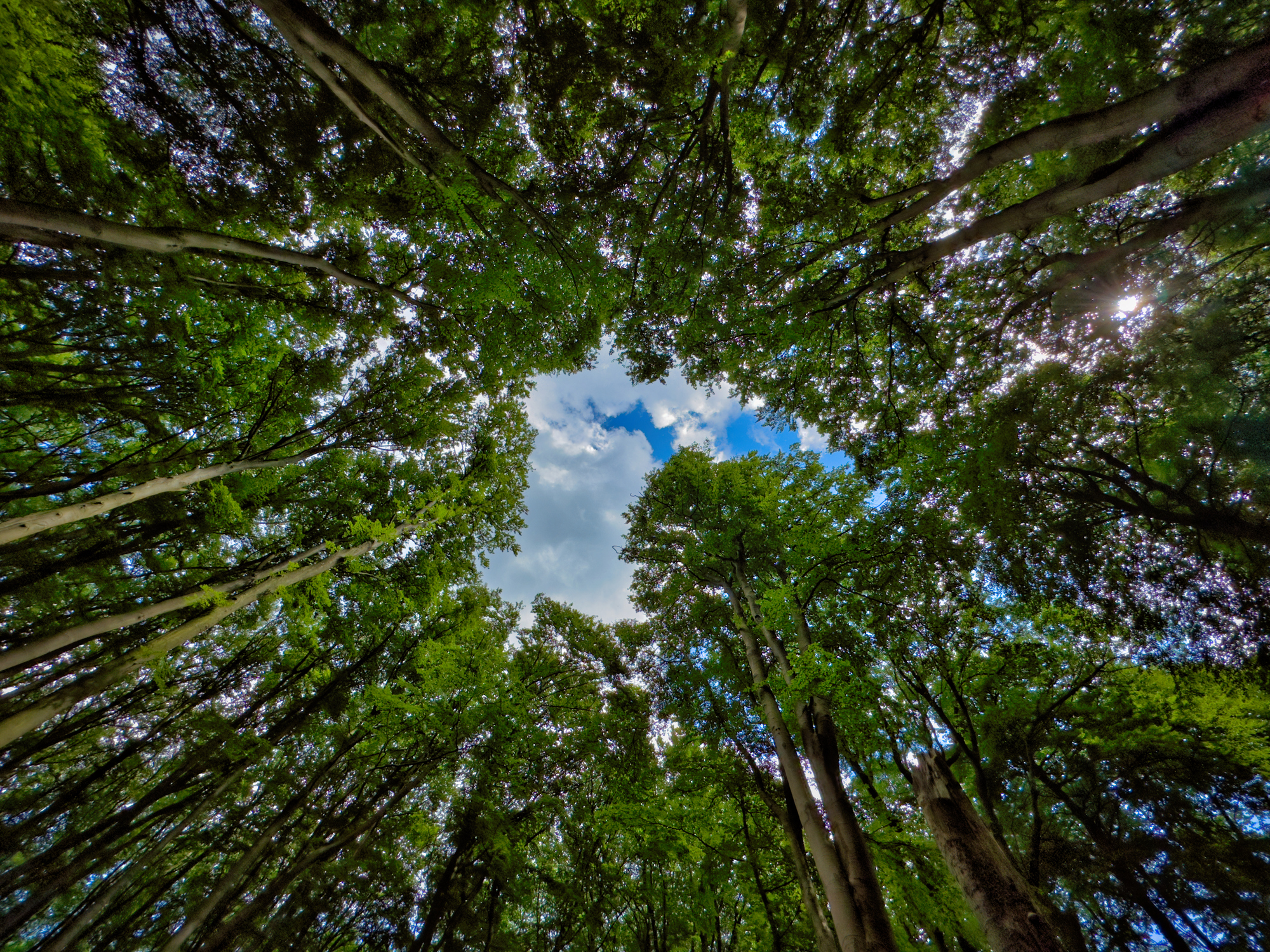 Wald