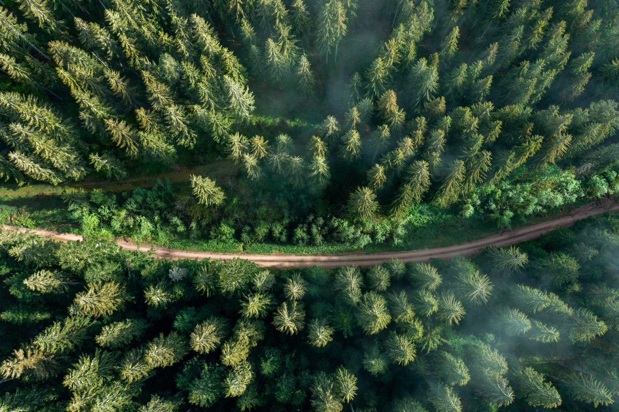 Wald und Weg dadurch von oben