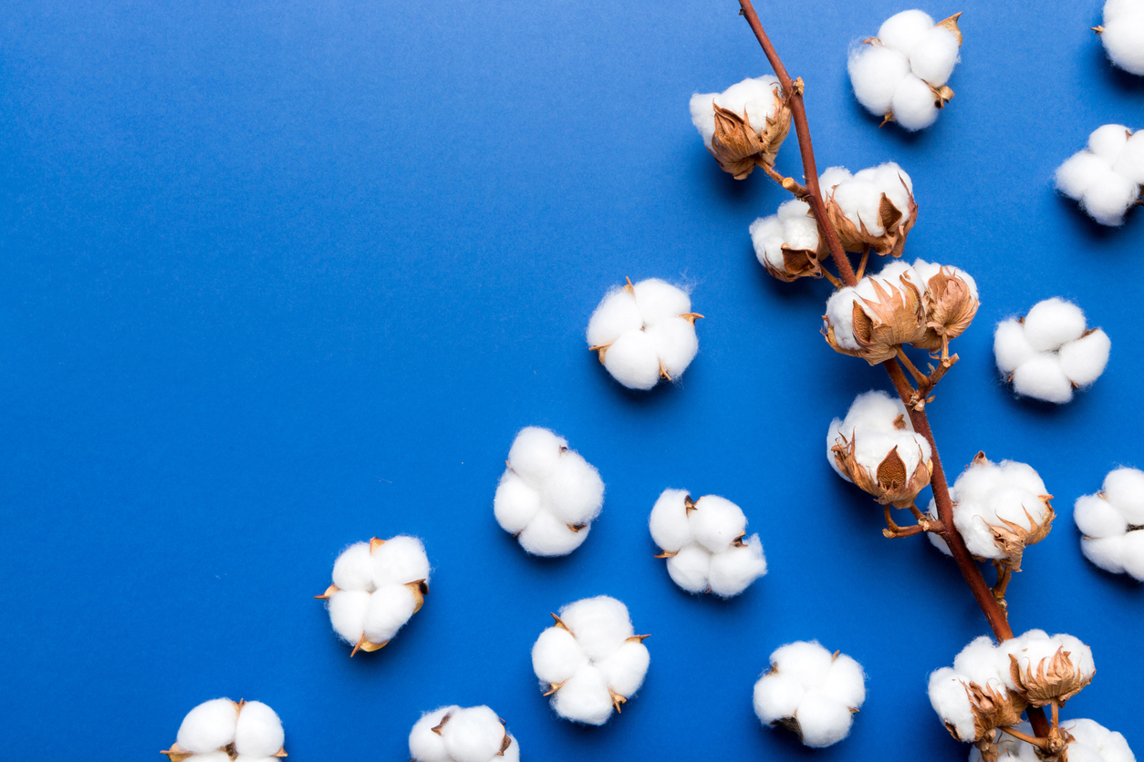Baumwollpflanze auf blauem Hintergrund