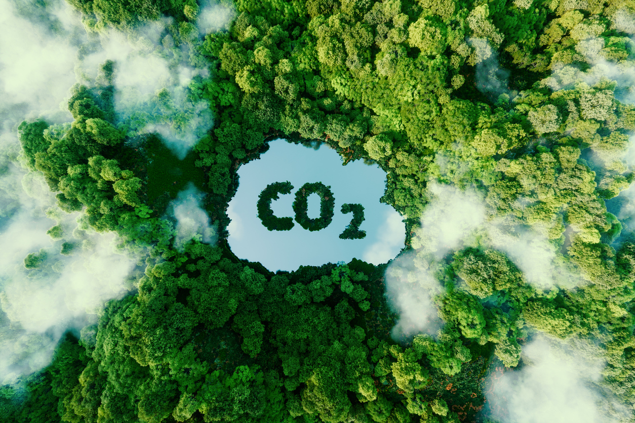 Wald mit CO2-Wolke